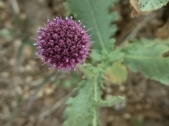 Sphaeranthus indicus