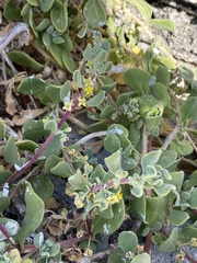 Tetragonia decumbens