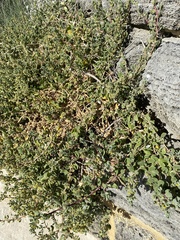 Tetragonia decumbens
