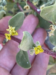 Tetragonia decumbens