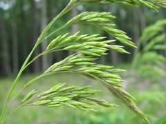 Festuca drymeja