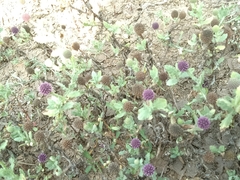 Sphaeranthus indicus