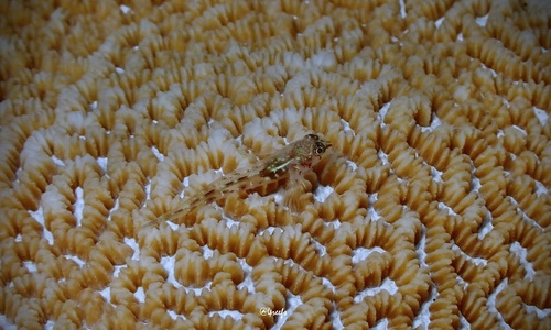 Helcogramma capidata observed 2022-05-24