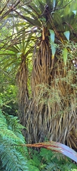 Cordyline indivisa
