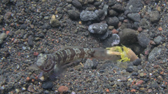 Amblyeleotris periophthalmus