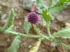 Sphaeranthus indicus