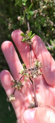 Olearia bullata
