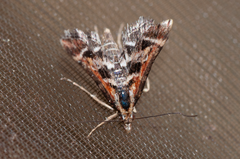 Diasemia grammalis