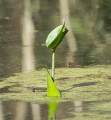 Pontederia cordata