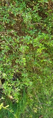 Olearia bullata