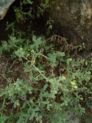 Sphaeranthus indicus