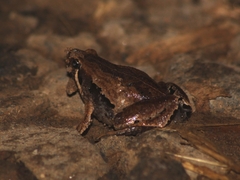 Microhyla achatina