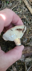 Lactifluus clarkeae