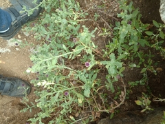 Sphaeranthus indicus