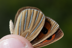 Argyrophenga antipodum