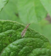 Empicoris rubromaculatus