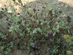 Sphaeranthus indicus