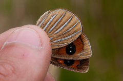 Argyrophenga antipodum