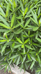 Nerium oleander