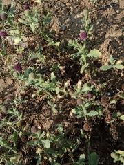 Sphaeranthus indicus