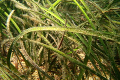 Stigmatopora narinosa