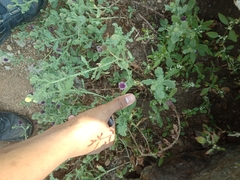 Sphaeranthus indicus