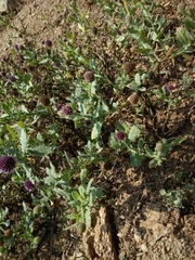 Sphaeranthus indicus