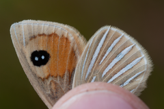 Argyrophenga antipodum