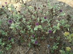 Sphaeranthus indicus