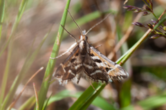 Diasemia grammalis