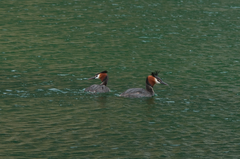 Podiceps cristatus australis