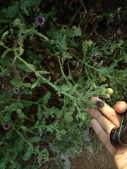 Sphaeranthus indicus