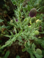 Sphaeranthus indicus