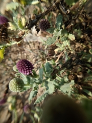 Sphaeranthus indicus