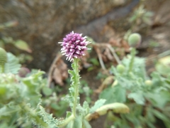 Sphaeranthus indicus