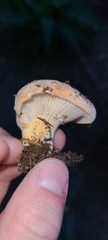 Lactifluus clarkeae