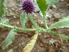 Sphaeranthus indicus