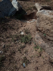 Sphaeranthus indicus