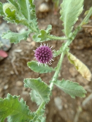 Sphaeranthus indicus