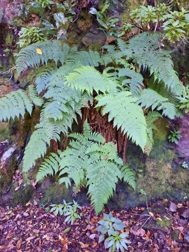 Dryopteris oligodonta image