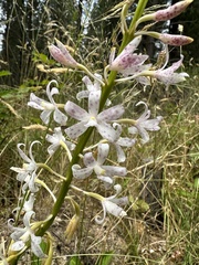 Dipodium pardalinum