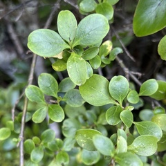 Coprosma foetidissima