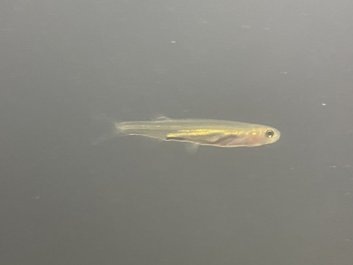 Australische spiering (Retropinna semoni) — Retropinnidae — 4