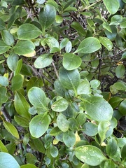 Coprosma foetidissima