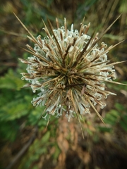 Echinops echinatus