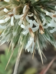 Echinops echinatus