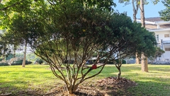 Syzygium oblancilimbum