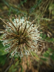 Echinops echinatus