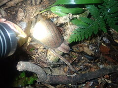 Hedleyella falconeri
