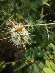 Echinops echinatus